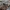 Kuprotoji plėšriamusė - Laphria gibbosa ♀ | Fotografijos autorius : Žilvinas Pūtys | © Macrogamta.lt | Šis tinklapis priklauso bendruomenei kuri domisi makro fotografija ir fotografuoja gyvąjį makro pasaulį.