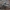 Kuprotoji plėšriamusė - Laphria gibbosa ♀ | Fotografijos autorius : Žilvinas Pūtys | © Macrogamta.lt | Šis tinklapis priklauso bendruomenei kuri domisi makro fotografija ir fotografuoja gyvąjį makro pasaulį.