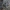 Kuprotoji plėšriamusė - Laphria gibbosa ♂ | Fotografijos autorius : Žilvinas Pūtys | © Macrogamta.lt | Šis tinklapis priklauso bendruomenei kuri domisi makro fotografija ir fotografuoja gyvąjį makro pasaulį.
