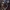 Raudonsultė šalmabudė - Mycena haematopus | Fotografijos autorius : Romas Ferenca | © Macrogamta.lt | Šis tinklapis priklauso bendruomenei kuri domisi makro fotografija ir fotografuoja gyvąjį makro pasaulį.