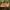 Auksaviršė karteklė - Gymnopilus penetrans | Fotografijos autorius : Gintautas Steiblys | © Macrogamta.lt | Šis tinklapis priklauso bendruomenei kuri domisi makro fotografija ir fotografuoja gyvąjį makro pasaulį.