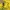 Kvapusis auksavabalis - Oxythyrea funesta | Fotografijos autorius : Agnė Našlėnienė | © Macrogamta.lt | Šis tinklapis priklauso bendruomenei kuri domisi makro fotografija ir fotografuoja gyvąjį makro pasaulį.