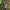 Gluosninis medgręžis - Cossus cossus | Fotografijos autorius : Žilvinas Pūtys | © Macrogamta.lt | Šis tinklapis priklauso bendruomenei kuri domisi makro fotografija ir fotografuoja gyvąjį makro pasaulį.