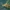 Lašalas - Potamanthus luteus ♀ | Fotografijos autorius : Žilvinas Pūtys | © Macrogamta.lt | Šis tinklapis priklauso bendruomenei kuri domisi makro fotografija ir fotografuoja gyvąjį makro pasaulį.