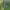 Rusvapilvis lašalas - Serratella ignita | Fotografijos autorius : Gintautas Steiblys | © Macrogamta.lt | Šis tinklapis priklauso bendruomenei kuri domisi makro fotografija ir fotografuoja gyvąjį makro pasaulį.