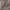 Labirintinis piltuvininkas - Agelena labyrinthica ♂ | Fotografijos autorius : Žilvinas Pūtys | © Macrogamta.lt | Šis tinklapis priklauso bendruomenei kuri domisi makro fotografija ir fotografuoja gyvąjį makro pasaulį.