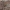 Labirintinis piltuvininkas - Agelena labyrinthica ♂ | Fotografijos autorius : Žilvinas Pūtys | © Macrogamta.lt | Šis tinklapis priklauso bendruomenei kuri domisi makro fotografija ir fotografuoja gyvąjį makro pasaulį.