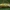 Laibasis storažandis - Tetragnatha extensa ♀ | Fotografijos autorius : Žilvinas Pūtys | © Macrogamta.lt | Šis tinklapis priklauso bendruomenei kuri domisi makro fotografija ir fotografuoja gyvąjį makro pasaulį.
