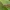 Lapasparnis - Micromus angulatus ♂ | Fotografijos autorius : Žilvinas Pūtys | © Macrogamta.lt | Šis tinklapis priklauso bendruomenei kuri domisi makro fotografija ir fotografuoja gyvąjį makro pasaulį.
