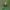 Lapinis žiedulis - Ebrechtella tricuspidata ♂ | Fotografijos autorius : Žilvinas Pūtys | © Macrogamta.lt | Šis tinklapis priklauso bendruomenei kuri domisi makro fotografija ir fotografuoja gyvąjį makro pasaulį.