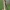 Ilganamis maišuotis - Taleporia tubulosa ♀ | Fotografijos autorius : Gintautas Steiblys | © Macronature.eu | Macro photography web site