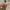 Ankstyvojo stiklasparnio - Synanthedon culiciformis lėliukių išnaros | Fotografijos autorius : Gintautas Steiblys | © Macronature.eu | Macro photography web site