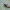 Ankstyvasis stiklasparnis - Synanthedon culiciformis | Fotografijos autorius : Dalia Račkauskaitė | © Macronature.eu | Macro photography web site