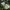 Kopūstinis baltukas - Pieris brassicae | Fotografijos autorius : Žilvinas Pūtys | © Macronature.eu | Macro photography web site