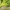 Paprastojo geltonsparnio dirvinuko - Noctua pronuba vikšras | Fotografijos autorius : Gintautas Steiblys | © Macronature.eu | Macro photography web site