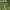 Ofris - Ophrys fuciflora | Fotografijos autorius : Gintautas Steiblys | © Macrogamta.lt | Šis tinklapis priklauso bendruomenei kuri domisi makro fotografija ir fotografuoja gyvąjį makro pasaulį.