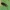 Lazdyninė žolblakė - Phylus coryli | Fotografijos autorius : Žilvinas Pūtys | © Macrogamta.lt | Šis tinklapis priklauso bendruomenei kuri domisi makro fotografija ir fotografuoja gyvąjį makro pasaulį.