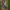 Lazdyninis miškinukas - Colocasia coryli ♂ | Fotografijos autorius : Žilvinas Pūtys | © Macrogamta.lt | Šis tinklapis priklauso bendruomenei kuri domisi makro fotografija ir fotografuoja gyvąjį makro pasaulį.