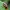 Morkinis salierinukas - Coptocephala unifasciata | Fotografijos autorius : Kazimieras Martinaitis | © Macrogamta.lt | Šis tinklapis priklauso bendruomenei kuri domisi makro fotografija ir fotografuoja gyvąjį makro pasaulį.
