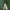 Lelijinis ugniukas - Elophila nymphaeata | Fotografijos autorius : Žilvinas Pūtys | © Macrogamta.lt | Šis tinklapis priklauso bendruomenei kuri domisi makro fotografija ir fotografuoja gyvąjį makro pasaulį.