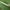 Lenktadryžis semioskopis - Semioscopis steinkellneriana, vikšras | Fotografijos autorius : Gintautas Steiblys | © Macrogamta.lt | Šis tinklapis priklauso bendruomenei kuri domisi makro fotografija ir fotografuoja gyvąjį makro pasaulį.