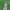 Lenktadryžis semioskopis - Semioscopis steinkellneriana | Fotografijos autorius : Gintautas Steiblys | © Macrogamta.lt | Šis tinklapis priklauso bendruomenei kuri domisi makro fotografija ir fotografuoja gyvąjį makro pasaulį.