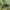 Lenktapilvė musė - Conops flavipes | Fotografijos autorius : Gintautas Steiblys | © Macrogamta.lt | Šis tinklapis priklauso bendruomenei kuri domisi makro fotografija ir fotografuoja gyvąjį makro pasaulį.