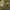 Lenktapilvė musė - Conops vesicularis ♂ | Fotografijos autorius : Žilvinas Pūtys | © Macrogamta.lt | Šis tinklapis priklauso bendruomenei kuri domisi makro fotografija ir fotografuoja gyvąjį makro pasaulį.