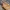 Purpurinis plokščiavabalis - Cucujus cinnaberinus, lerva | Fotografijos autorius : Gintautas Steiblys | © Macrogamta.lt | Šis tinklapis priklauso bendruomenei kuri domisi makro fotografija ir fotografuoja gyvąjį makro pasaulį.