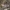 Levantinė varlė - Pelophylax bedriagae | Fotografijos autorius : Žilvinas Pūtys | © Macrogamta.lt | Šis tinklapis priklauso bendruomenei kuri domisi makro fotografija ir fotografuoja gyvąjį makro pasaulį.