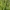Lieknoji viksva - Carex acuta | Fotografijos autorius : Gintautas Steiblys | © Macrogamta.lt | Šis tinklapis priklauso bendruomenei kuri domisi makro fotografija ir fotografuoja gyvąjį makro pasaulį.