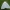 Liepinis baltasis verpikas - Arctornis l-nigrum | Fotografijos autorius : Gintautas Steiblys | © Macrogamta.lt | Šis tinklapis priklauso bendruomenei kuri domisi makro fotografija ir fotografuoja gyvąjį makro pasaulį.
