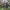 Ligustrinis strėlinukas - Craniophora ligustri | Fotografijos autorius : Žilvinas Pūtys | © Macrogamta.lt | Šis tinklapis priklauso bendruomenei kuri domisi makro fotografija ir fotografuoja gyvąjį makro pasaulį.