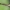 Liepinis sfinksas - Mimas tiliae, vikšras | Fotografijos autorius : Agnė Našlėnienė | © Macronature.eu | Macro photography web site