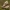 Liepinis sfinksas - Mimas tiliae | Fotografijos autorius : Žilvinas Pūtys | © Macronature.eu | Macro photography web site