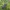 Juodasis smiltžygis - Pterostichus niger | Fotografijos autorius : Gintautas Steiblys | © Macrogamta.lt | Šis tinklapis priklauso bendruomenei kuri domisi makro fotografija ir fotografuoja gyvąjį makro pasaulį.