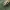 Dešimtdėmė boružė - Calvia decemguttata, lerva | Fotografijos autorius : Vidas Brazauskas | © Macronature.eu | Macro photography web site