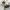 Rudasis siauravabalis - Synchita humeralis | Fotografijos autorius : Vidas Brazauskas | © Macrogamta.lt | Šis tinklapis priklauso bendruomenei kuri domisi makro fotografija ir fotografuoja gyvąjį makro pasaulį.
