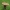 Tikrasis paąžuolis - Suillellus luridus | Fotografijos autorius : Gintautas Steiblys | © Macronature.eu | Macro photography web site