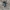 Lygusis puošniažygis - Carabus glabratus | Fotografijos autorius : Agnė Našlėnienė | © Macrogamta.lt | Šis tinklapis priklauso bendruomenei kuri domisi makro fotografija ir fotografuoja gyvąjį makro pasaulį.