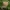 Lygusis tigliagrybis - Crucibulum laeve | Fotografijos autorius : Gintautas Steiblys | © Macrogamta.lt | Šis tinklapis priklauso bendruomenei kuri domisi makro fotografija ir fotografuoja gyvąjį makro pasaulį.