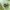 Raštuotasis lūšiavoris - Oxyopes ramosus ♂ | Fotografijos autorius : Gintautas Steiblys | © Macronature.eu | Macro photography web site
