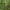 Mėlynžiedis laumžirgis - Aeshna cyanea, patelė | Fotografijos autorius : Vidas Brazauskas | © Macrogamta.lt | Šis tinklapis priklauso bendruomenei kuri domisi makro fotografija ir fotografuoja gyvąjį makro pasaulį.