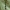 Mėlynžiedis laumžirgis - Aeshna cyanea, patinas | Fotografijos autorius : Vidas Brazauskas | © Macrogamta.lt | Šis tinklapis priklauso bendruomenei kuri domisi makro fotografija ir fotografuoja gyvąjį makro pasaulį.