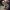 Mėlynžiedis laumžirgis - Aeshna cyanea | Fotografijos autorius : Ramunė Činčikienė | © Macrogamta.lt | Šis tinklapis priklauso bendruomenei kuri domisi makro fotografija ir fotografuoja gyvąjį makro pasaulį.