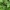 Mėlynžiedis laumžirgis - Aeshna cyanea | Fotografijos autorius : Vidas Brazauskas | © Macrogamta.lt | Šis tinklapis priklauso bendruomenei kuri domisi makro fotografija ir fotografuoja gyvąjį makro pasaulį.