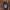 Mėlynasis alksniagraužis - Agelastica alni | Fotografijos autorius : Žilvinas Pūtys | © Macrogamta.lt | Šis tinklapis priklauso bendruomenei kuri domisi makro fotografija ir fotografuoja gyvąjį makro pasaulį.