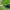 Mėlynasis alksniagraužis - Agelastica alni | Fotografijos autorius : Gintautas Steiblys | © Macrogamta.lt | Šis tinklapis priklauso bendruomenei kuri domisi makro fotografija ir fotografuoja gyvąjį makro pasaulį.