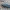 Mėlynasis blizgiavabalis - Phaenops cyanea | Fotografijos autorius : Gintautas Steiblys | © Macrogamta.lt | Šis tinklapis priklauso bendruomenei kuri domisi makro fotografija ir fotografuoja gyvąjį makro pasaulį.