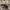 Mėlynasis blizgiavabalis | Fotografijos autorius : Vitalii Alekseev | © Macrogamta.lt | Šis tinklapis priklauso bendruomenei kuri domisi makro fotografija ir fotografuoja gyvąjį makro pasaulį.
